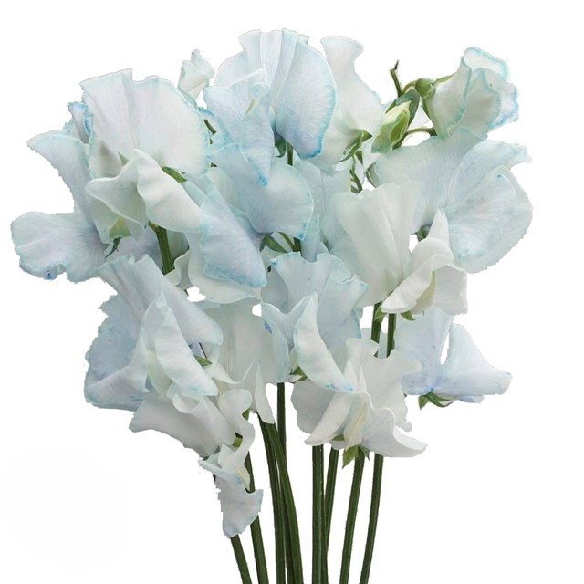 Tinted Blue Sweet Peas