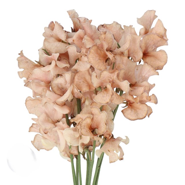 Tinted Brown Sweet Peas