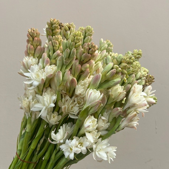 Tuberose