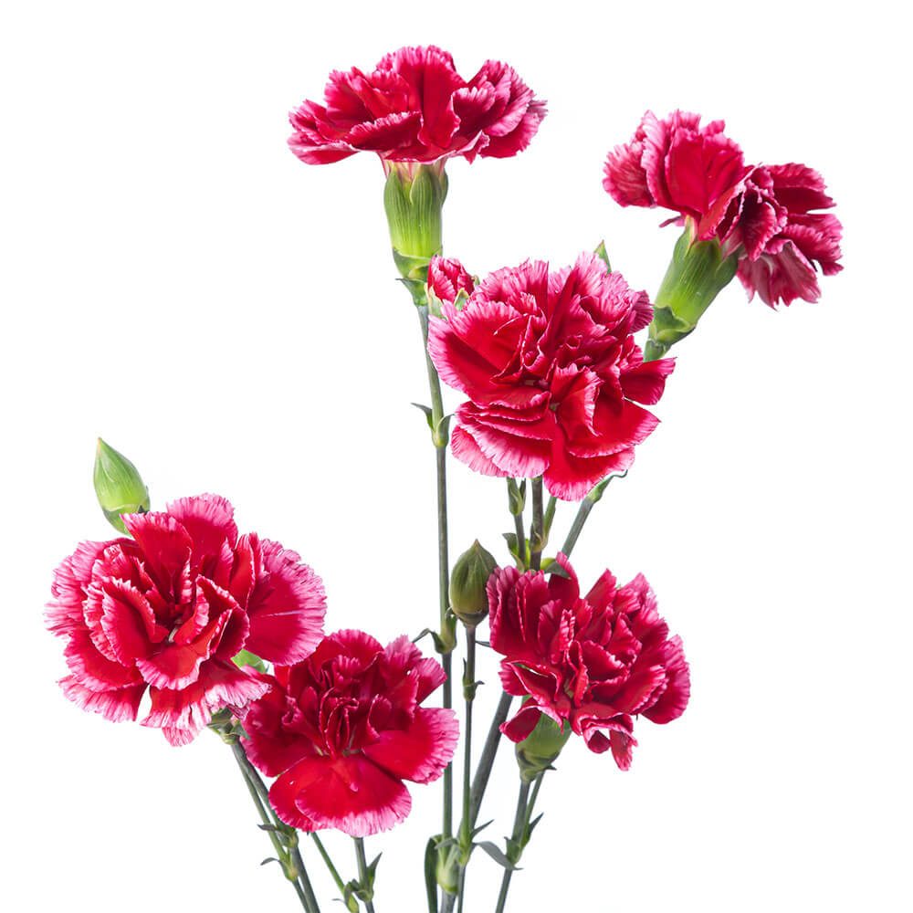 Variegated Hot Pink Mini Carn