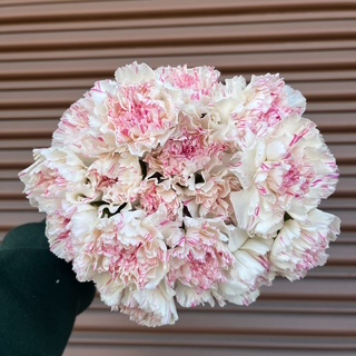 Variegated Pink and White Carnation