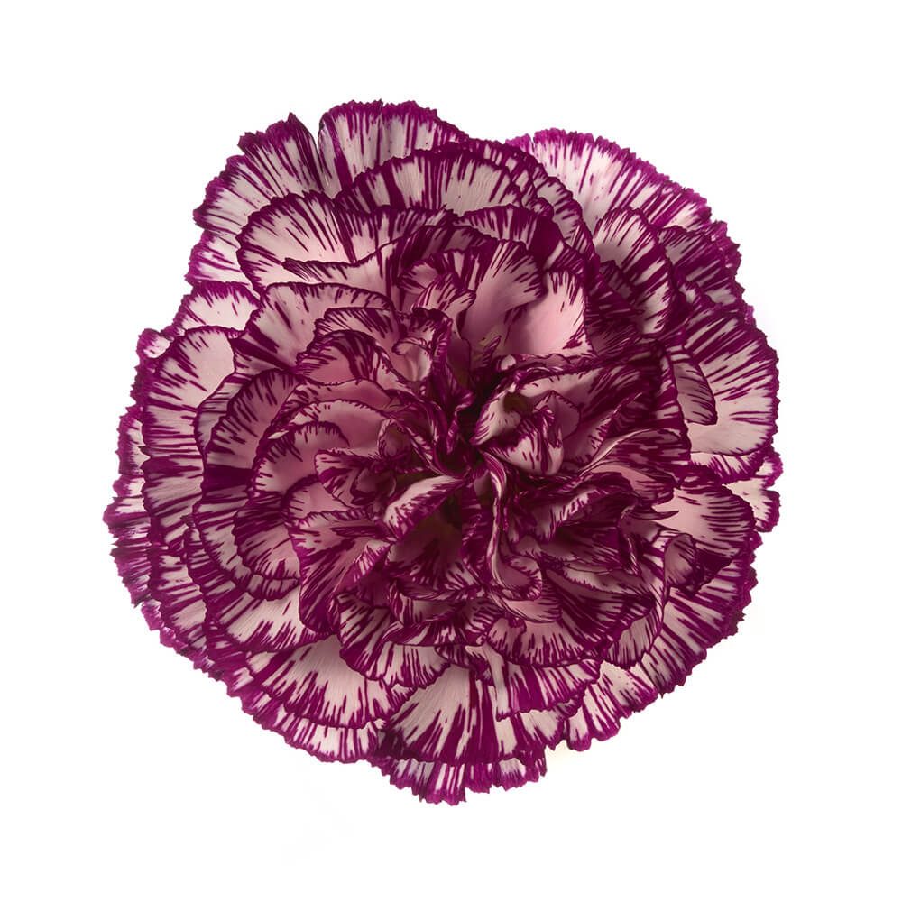 Variegated Purple and White Carnation