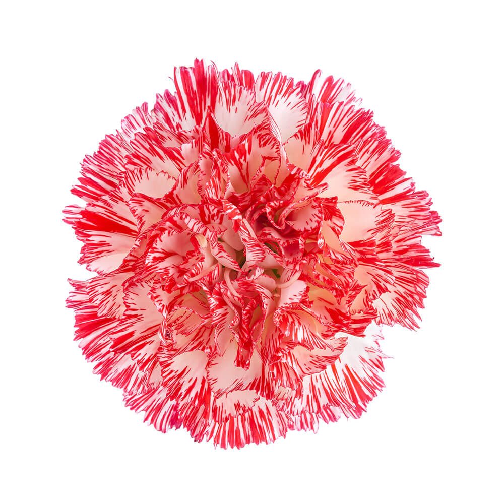 Variegated Red and White Carnation