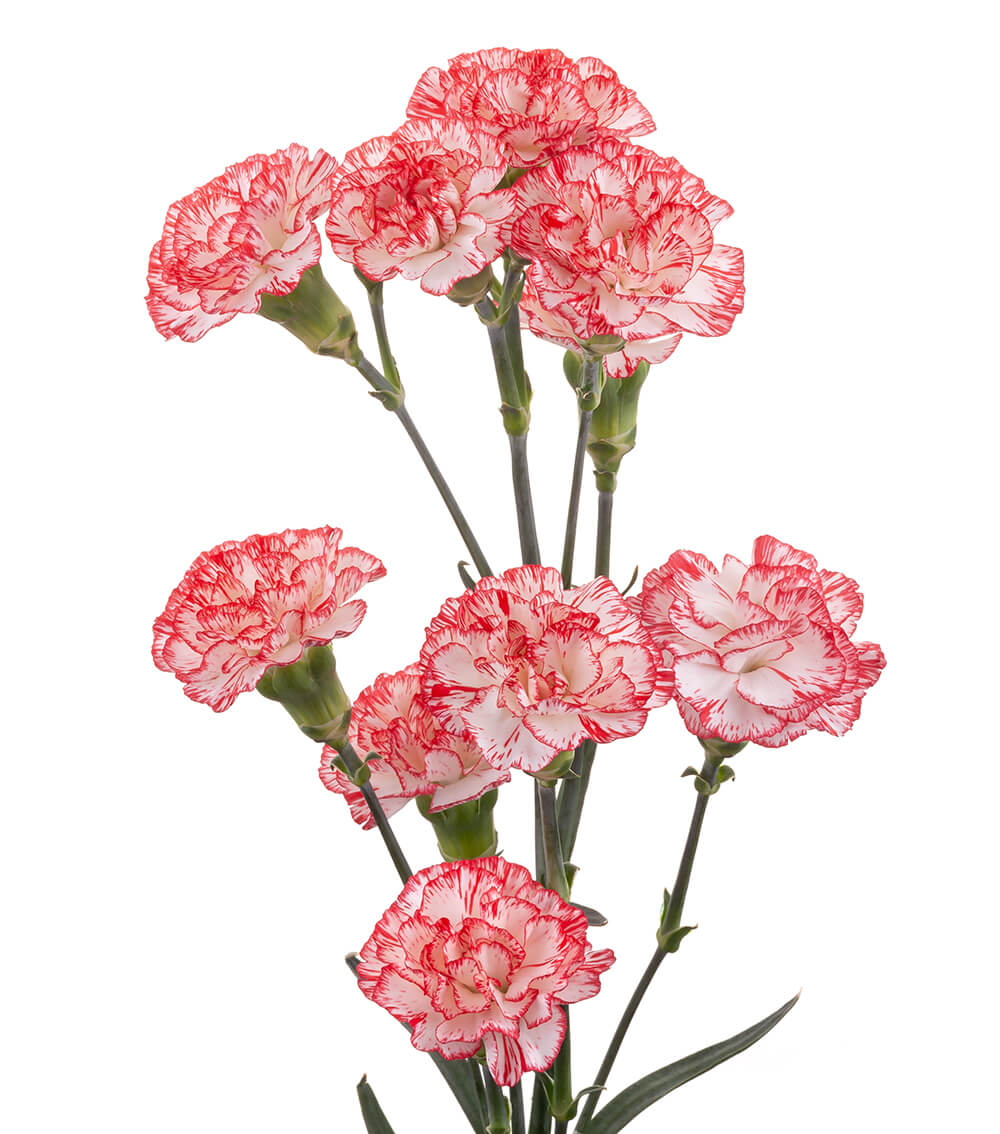 Variegated Red White Mini Carn