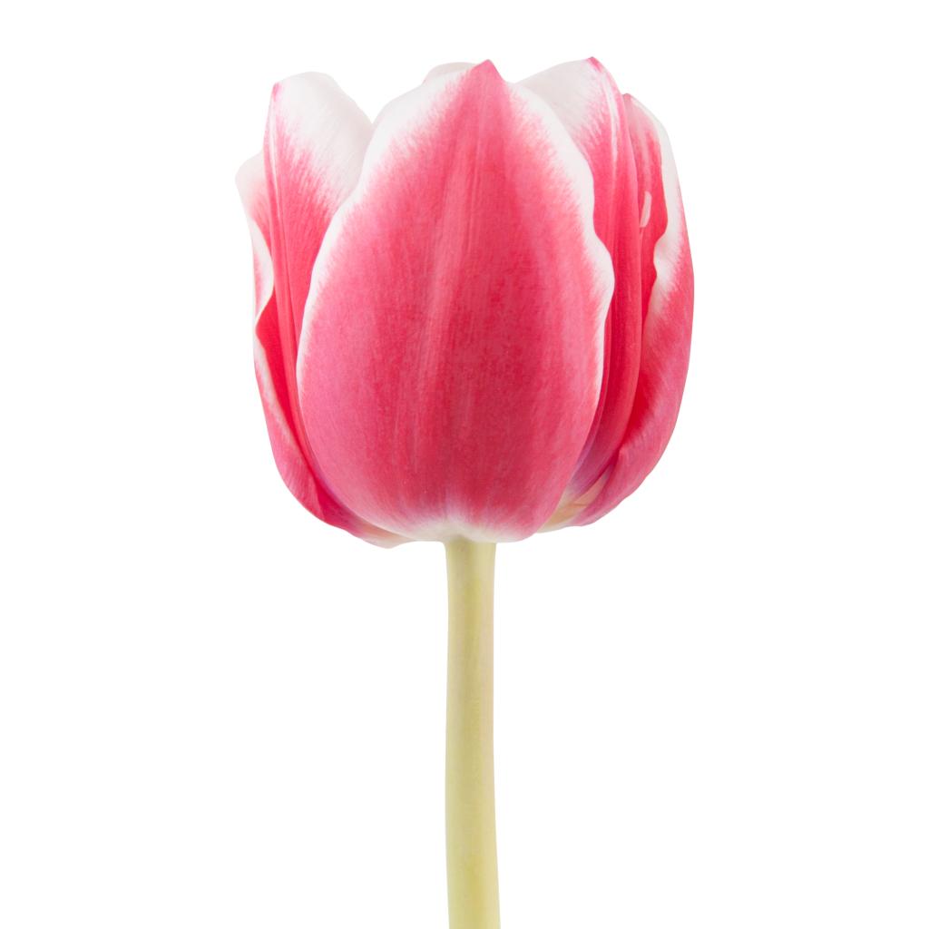 Variegated Hot pink & White Tulips