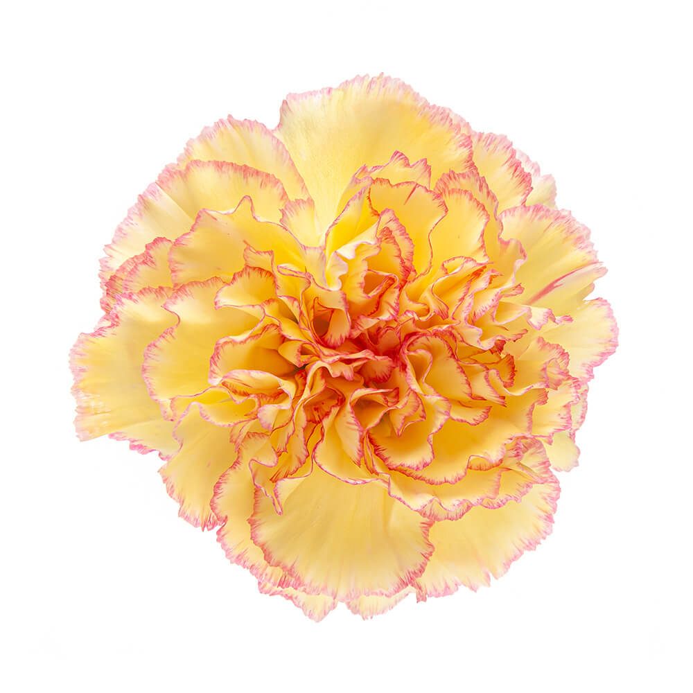 Variegated Yellow and Pink Carnation