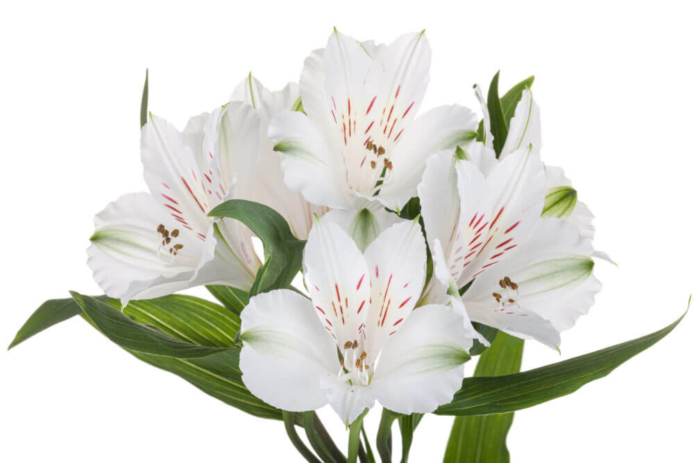 White Alstromeria