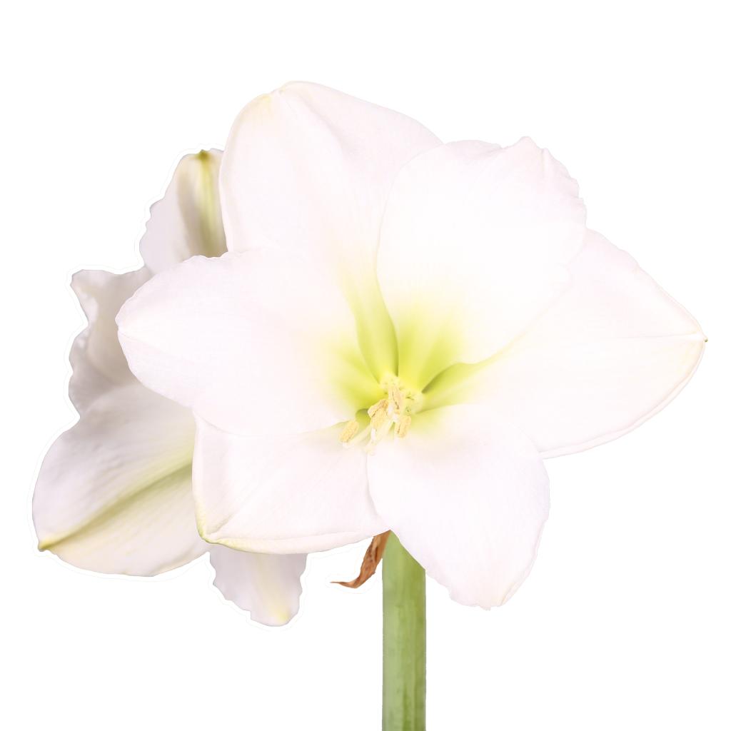 White Amaryllis