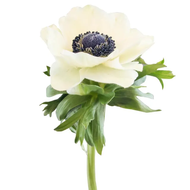 White Anemone