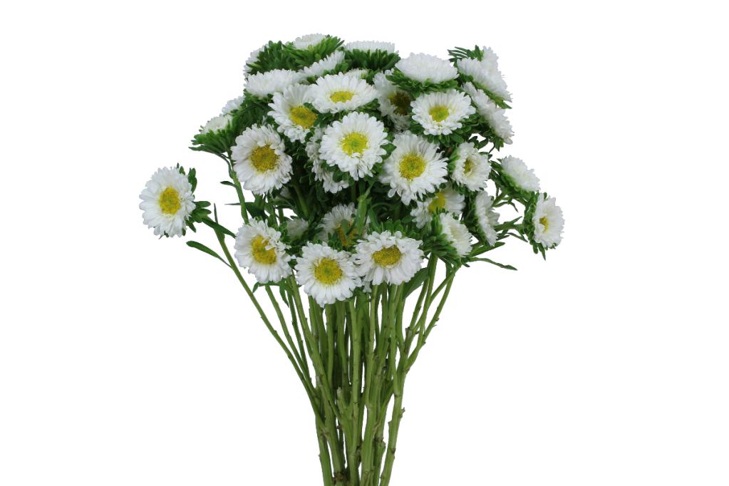 White Aster Matsumoto