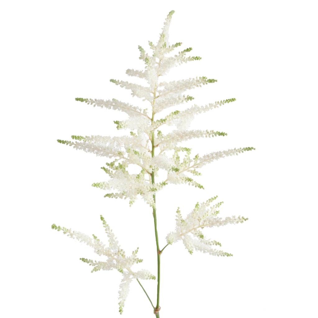 White Astilbe