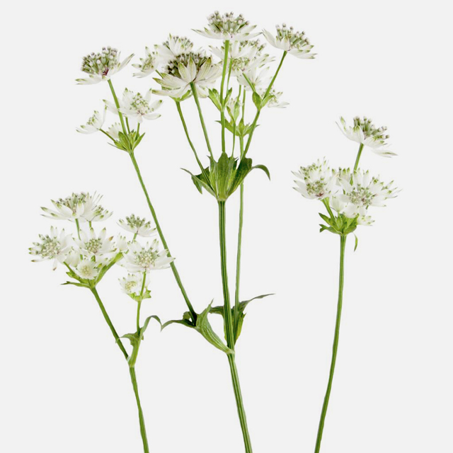 White Astrantia