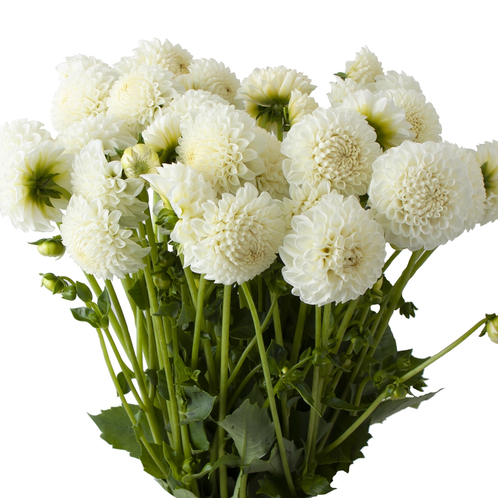 White Ball Dahlia
