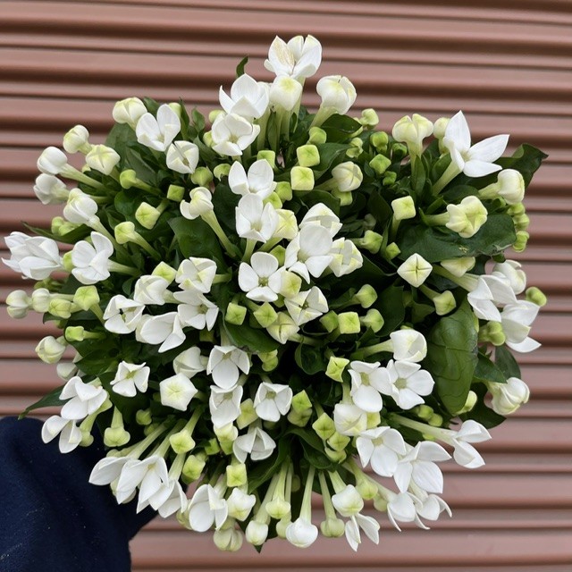 White Bouvardia