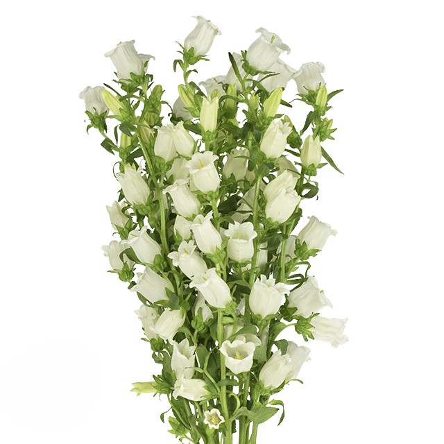Campanula