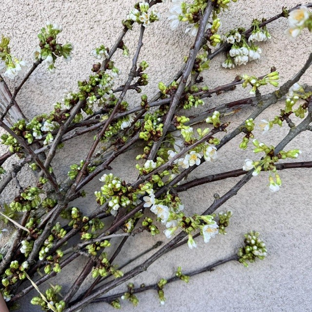 White Cherry Blossom