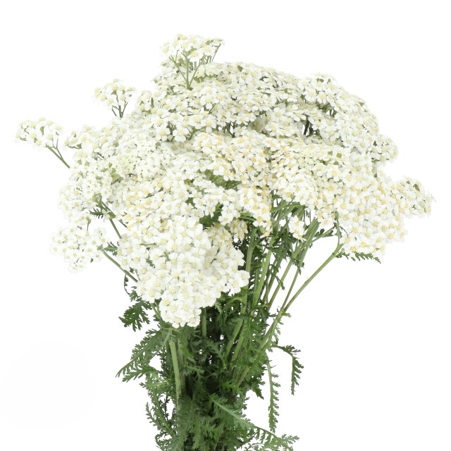 Yarrow