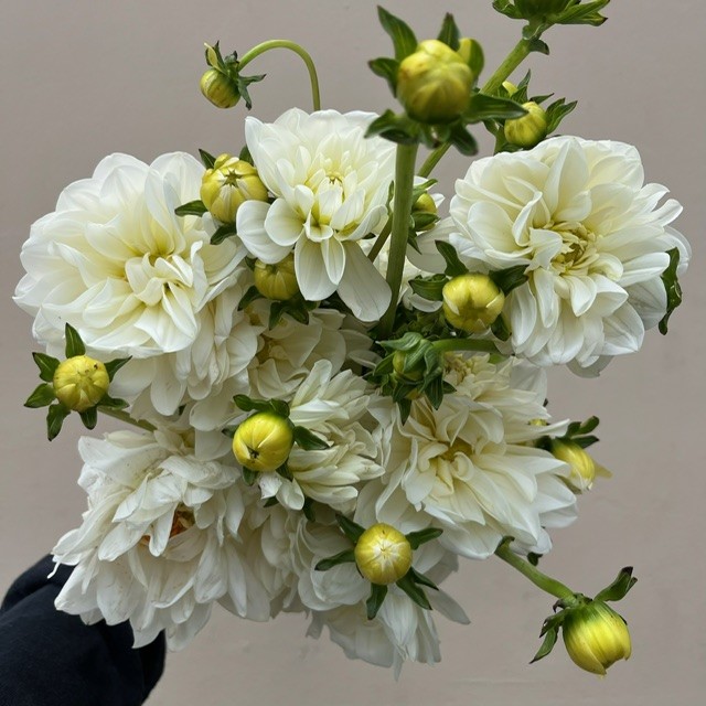 White Daisy Dahlia