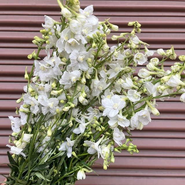 White Delphinium Regular