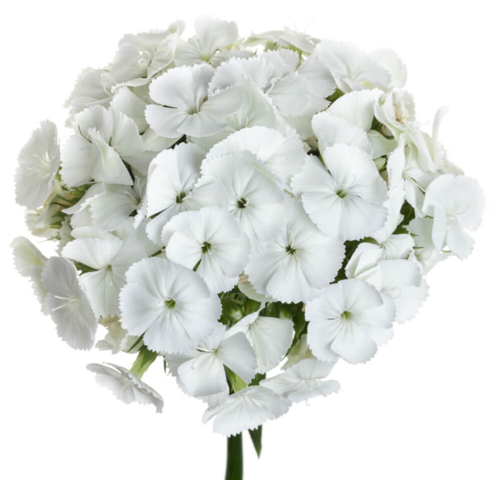 Dianthus Gipsy