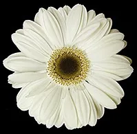 White Gerbera Daisy