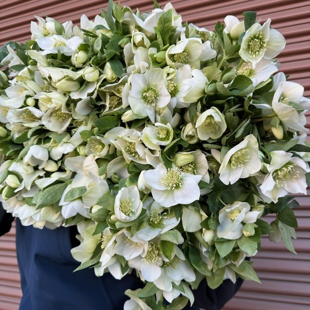 Hellebore