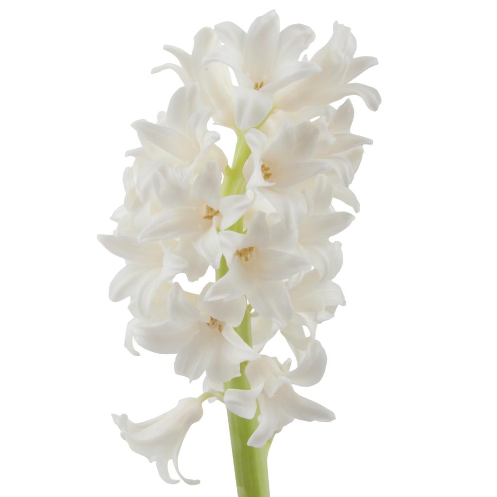 White Hyacinth