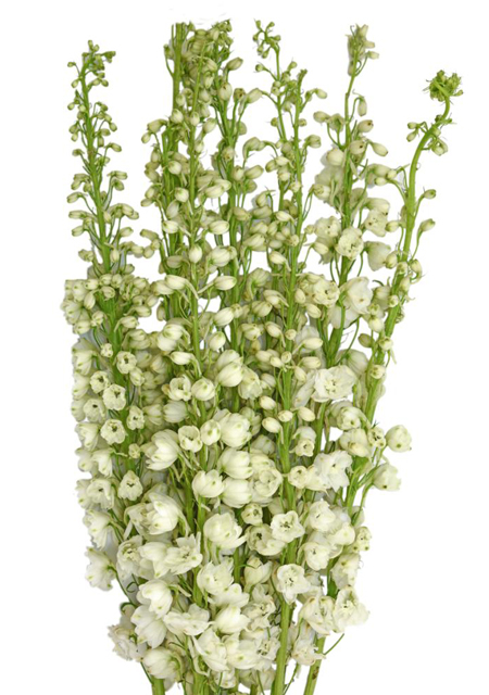 Hybrid Delphinium