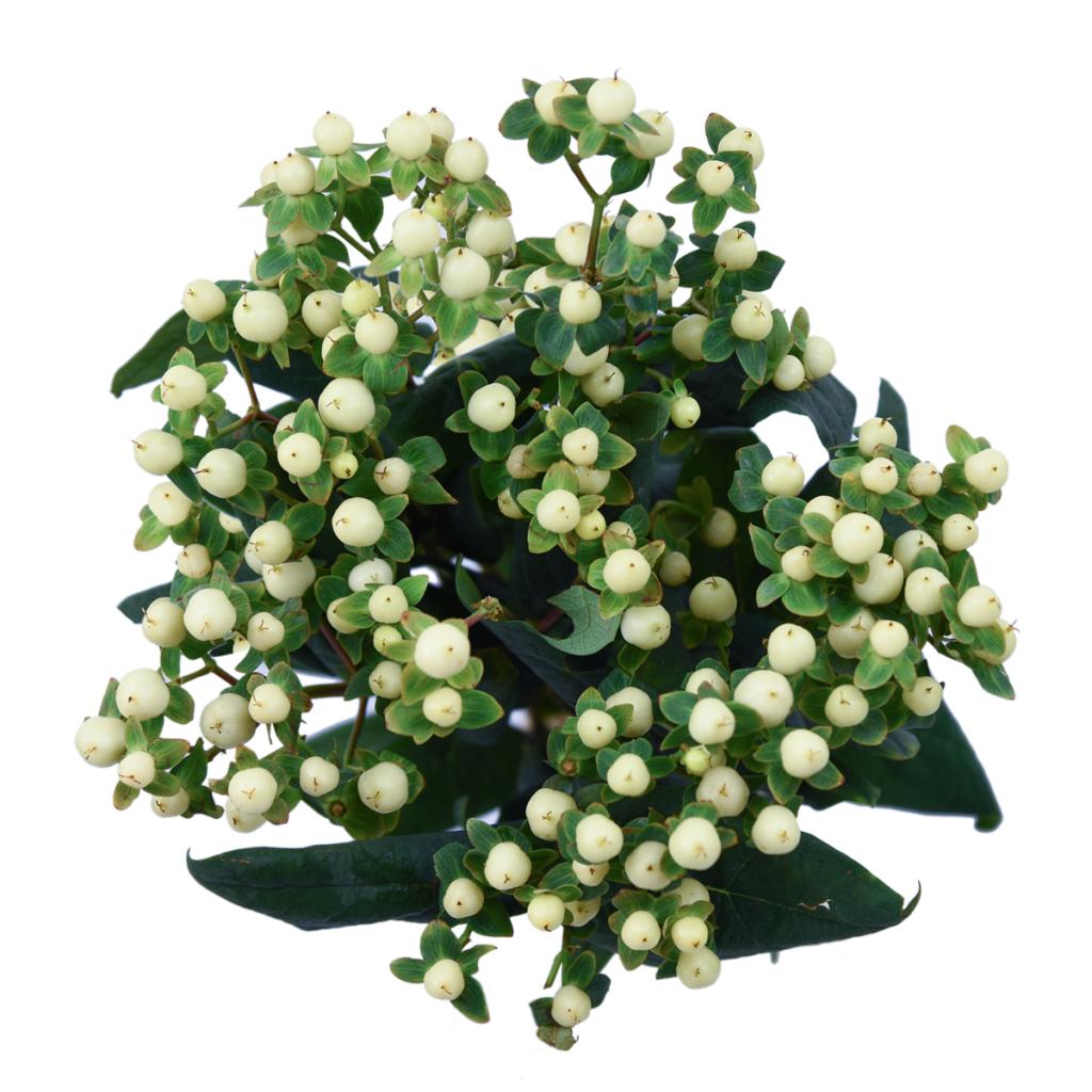 White Hypericum