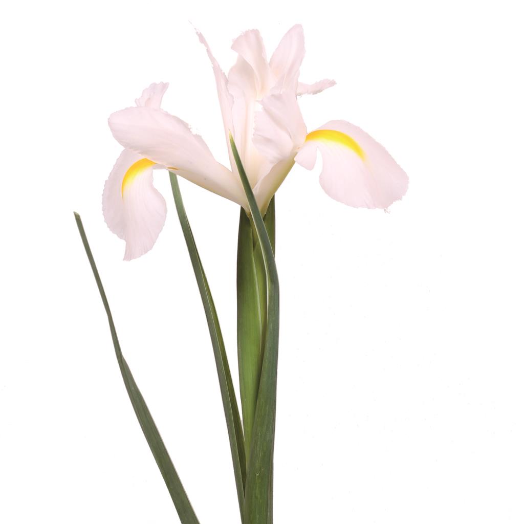 White Iris