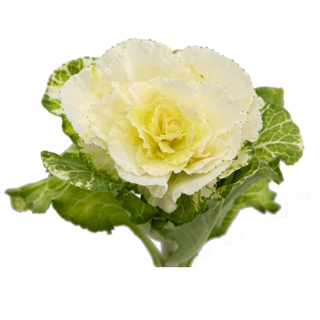 Kale
