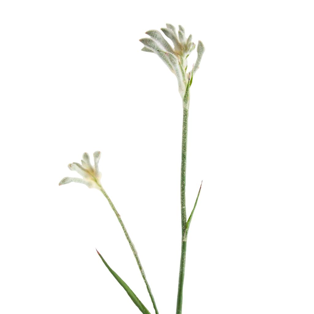 White Kangaroo Paw