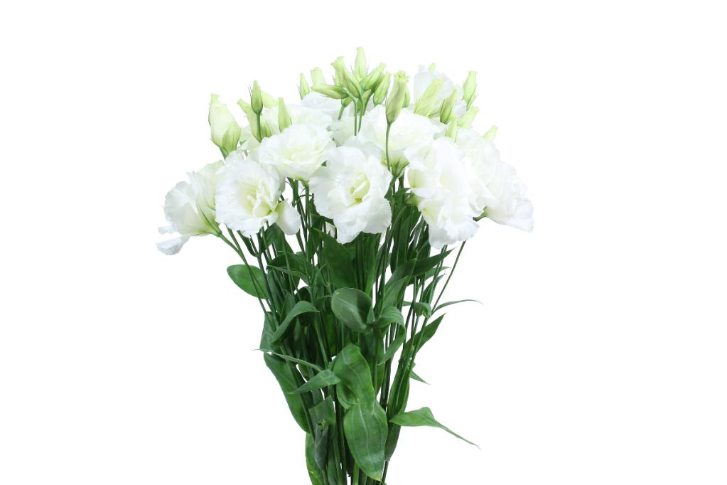 Lisianthus