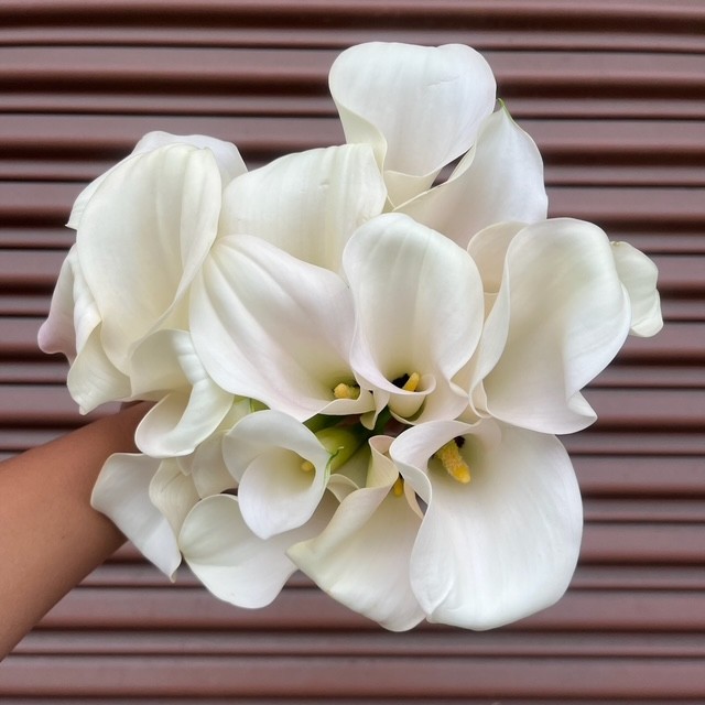 White Mini Calla