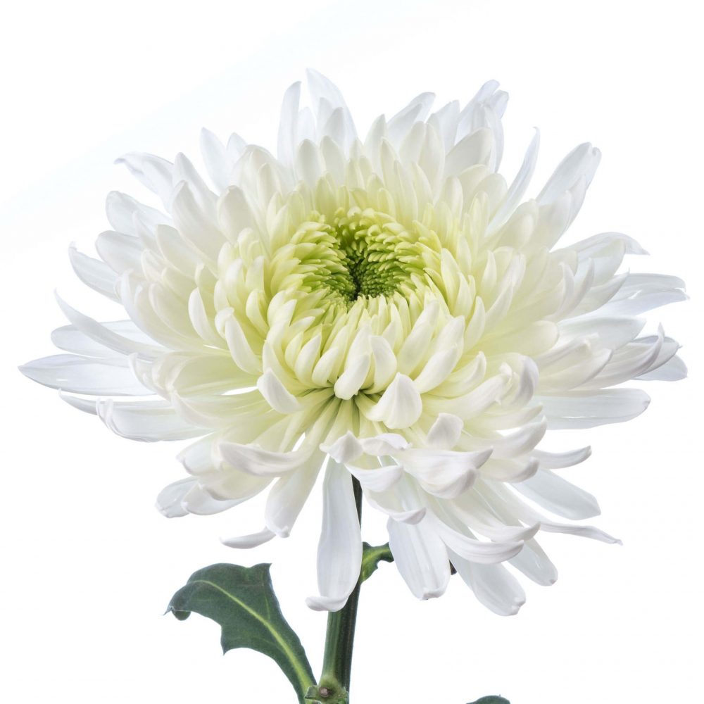 Chrysanthemums
