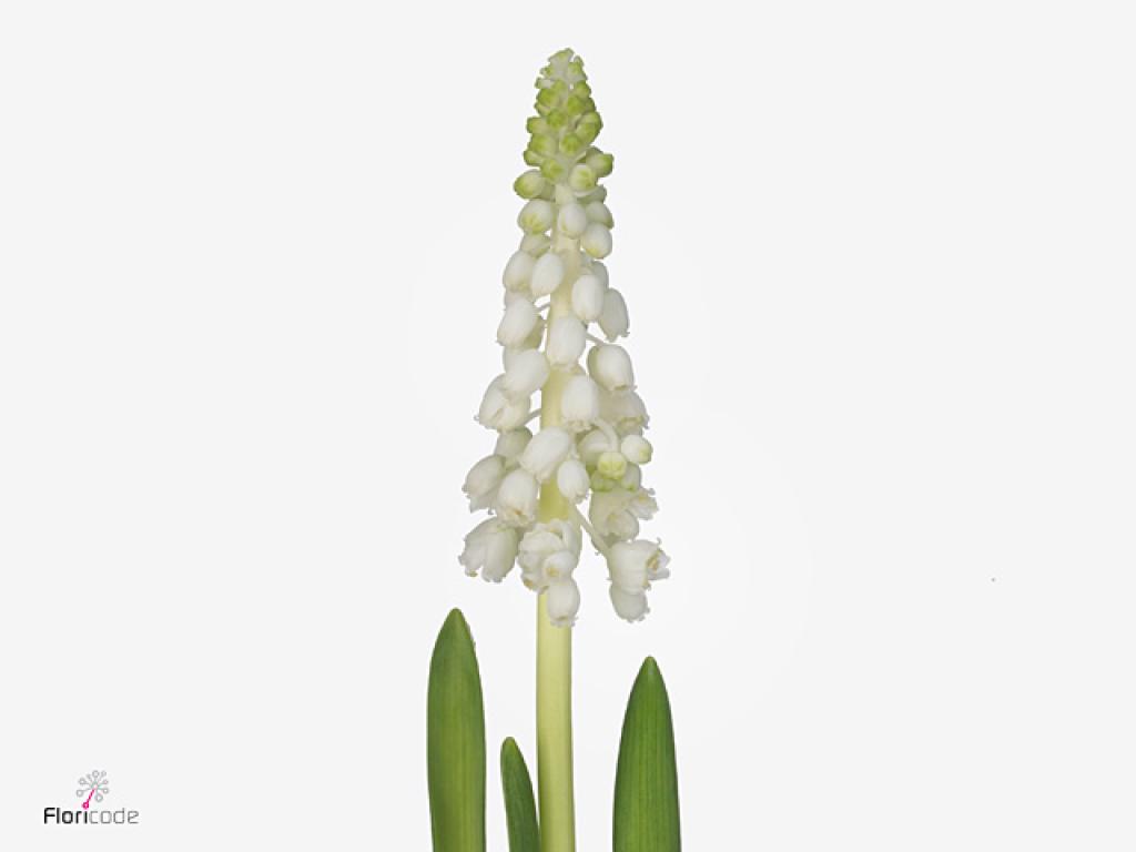 White Muscari Hyacinth
