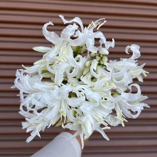 White Nerine Lily