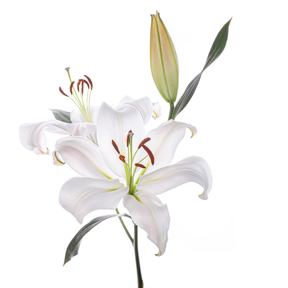 White Oriental Lily