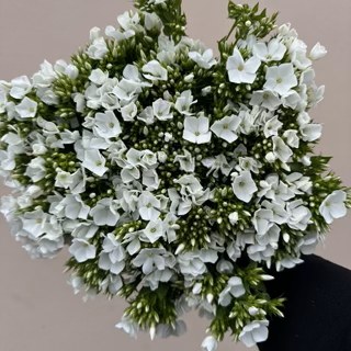 Phlox