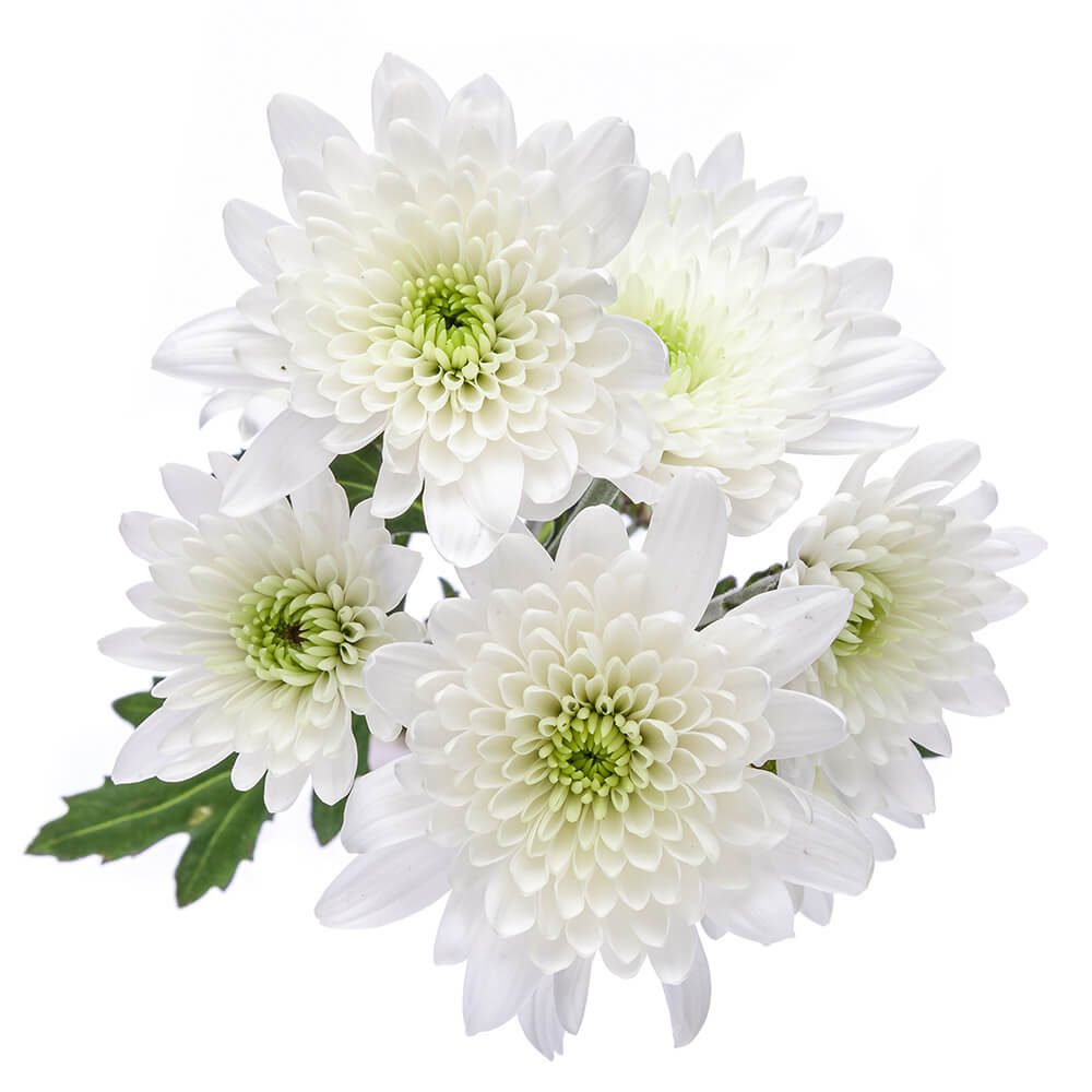 White Pom Cushion