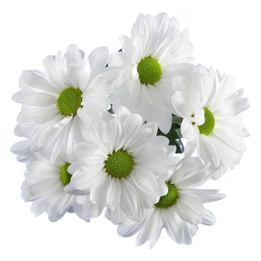 Pom Daisy