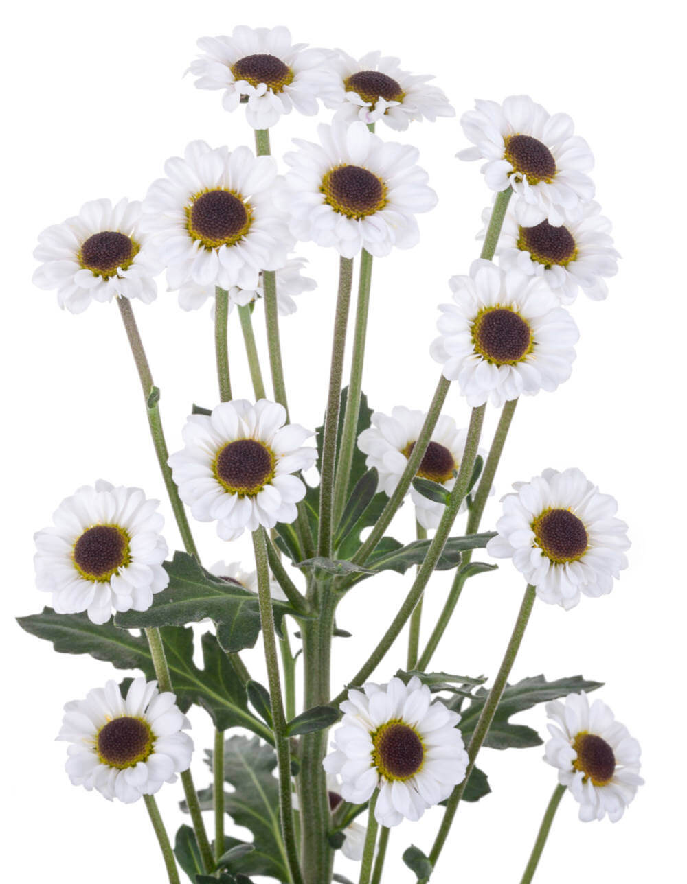 White Pom Santini