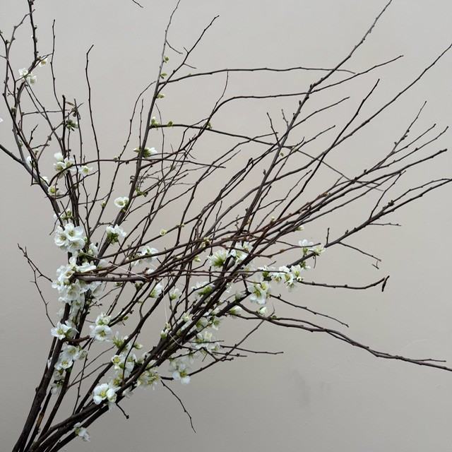 White Quince