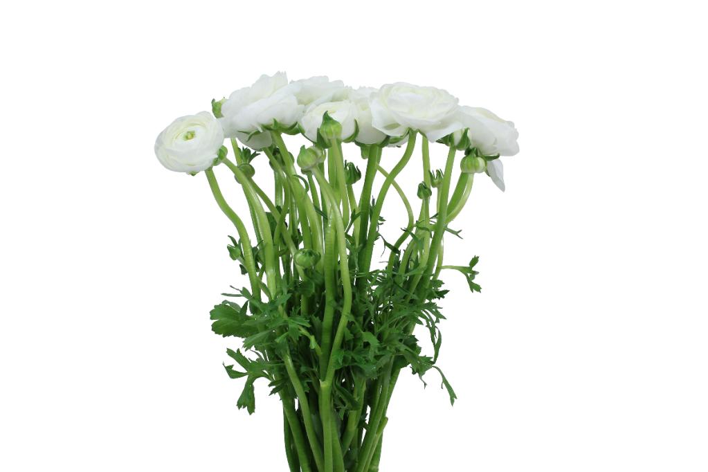 White Ranunculus Local