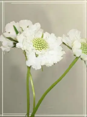 White Scabiosa Flat