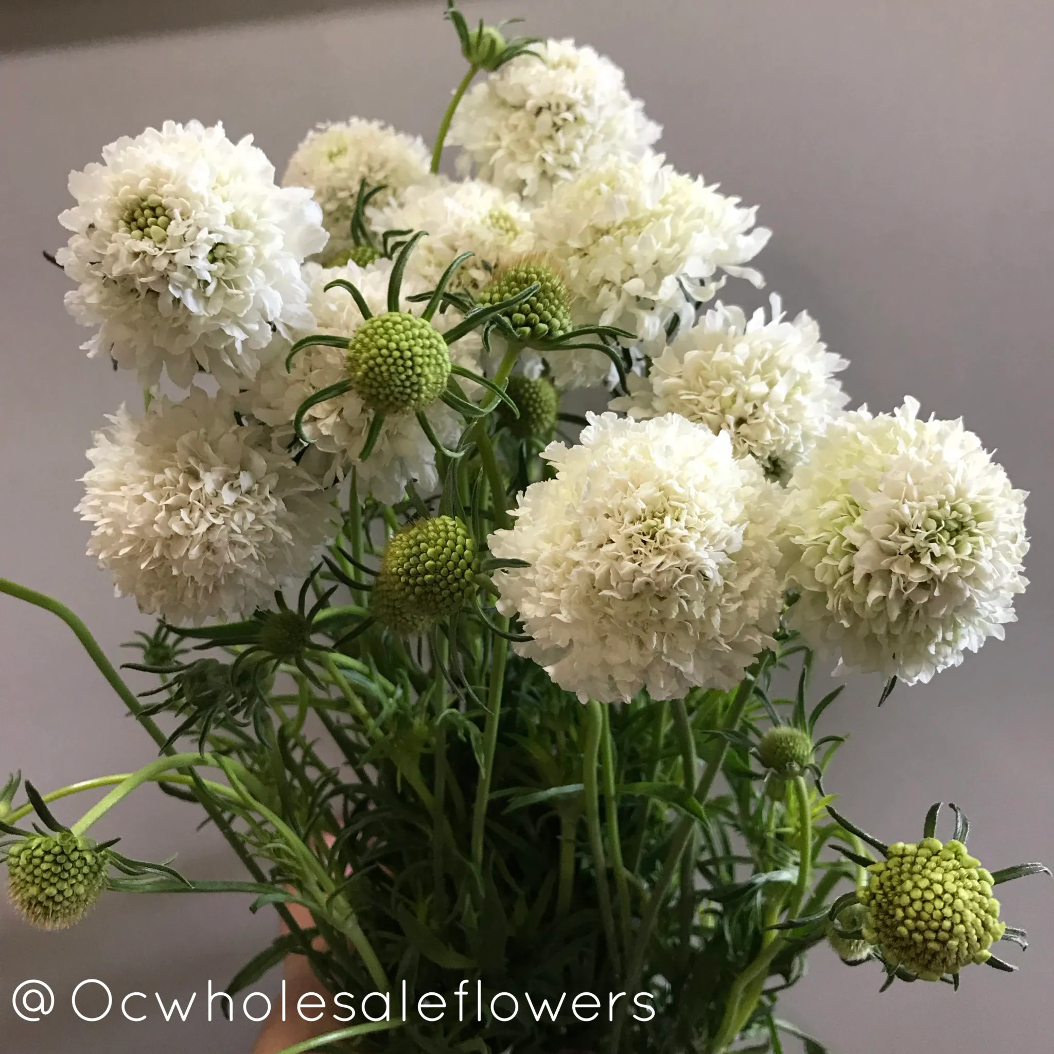 Scabiosa Scoop Local
