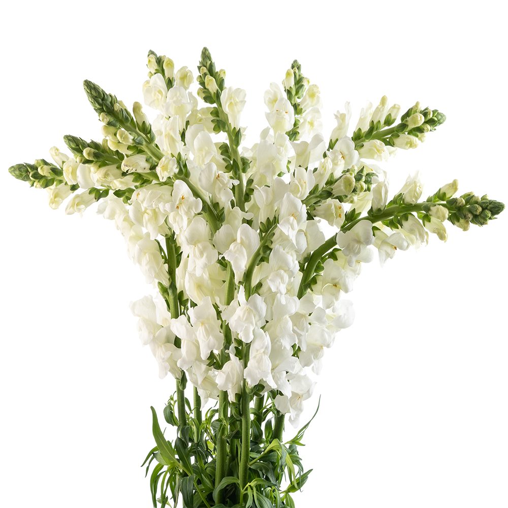 White Snapdragon