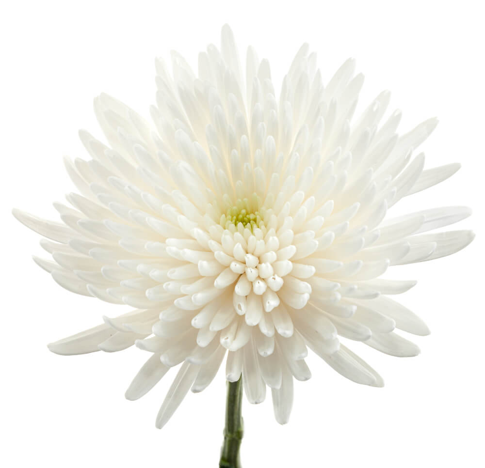 White Spider