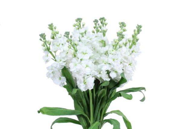 White Stock