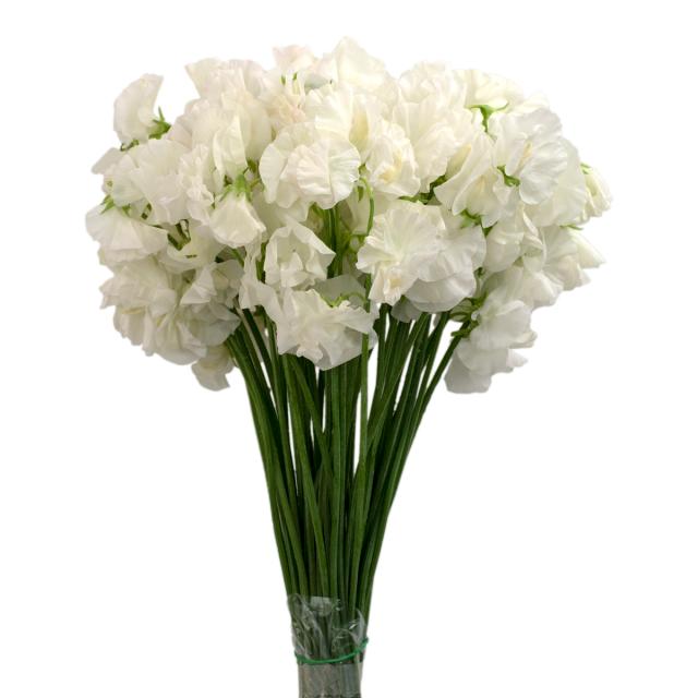 White Sweet Pea